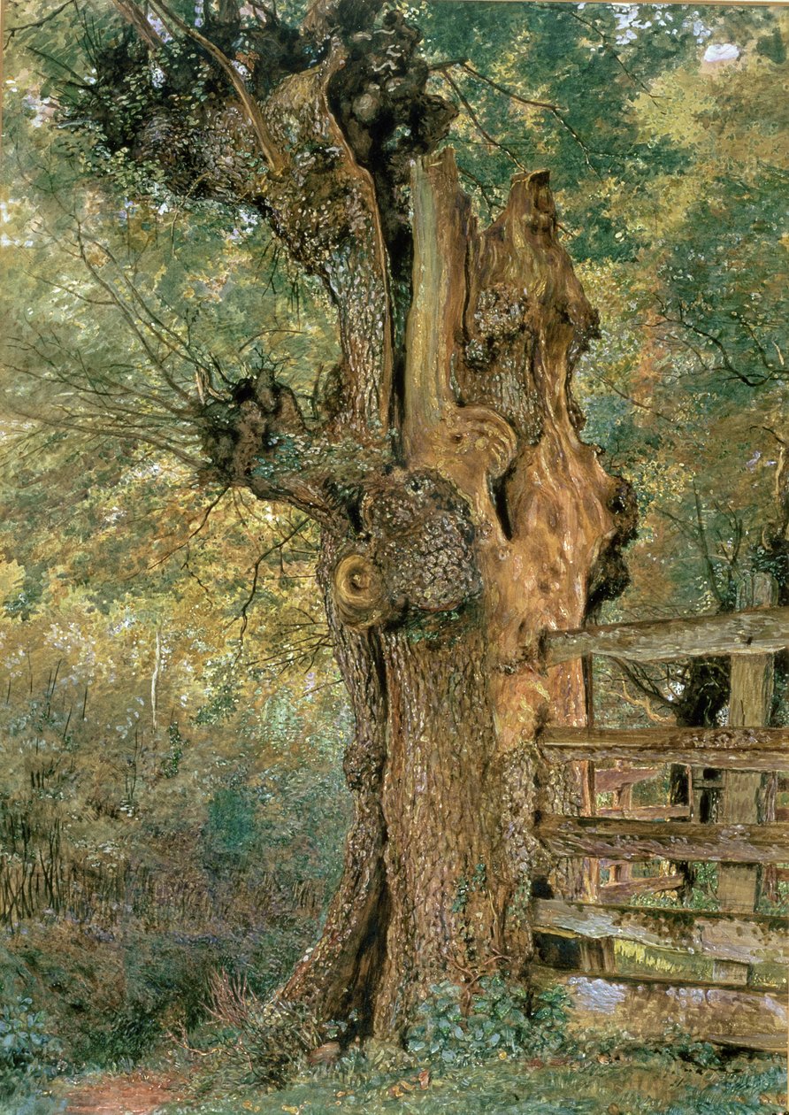 Wiąz Pollard na skraju wsi funt autorstwa William Henry Hunt