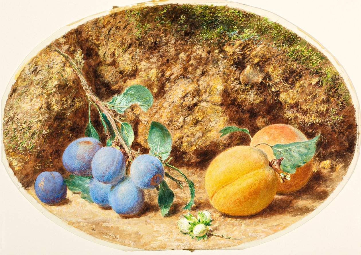 Fioletowe śliwki, morele i orzechy laskowe, ok. 1860 r. autorstwa William Henry Hunt