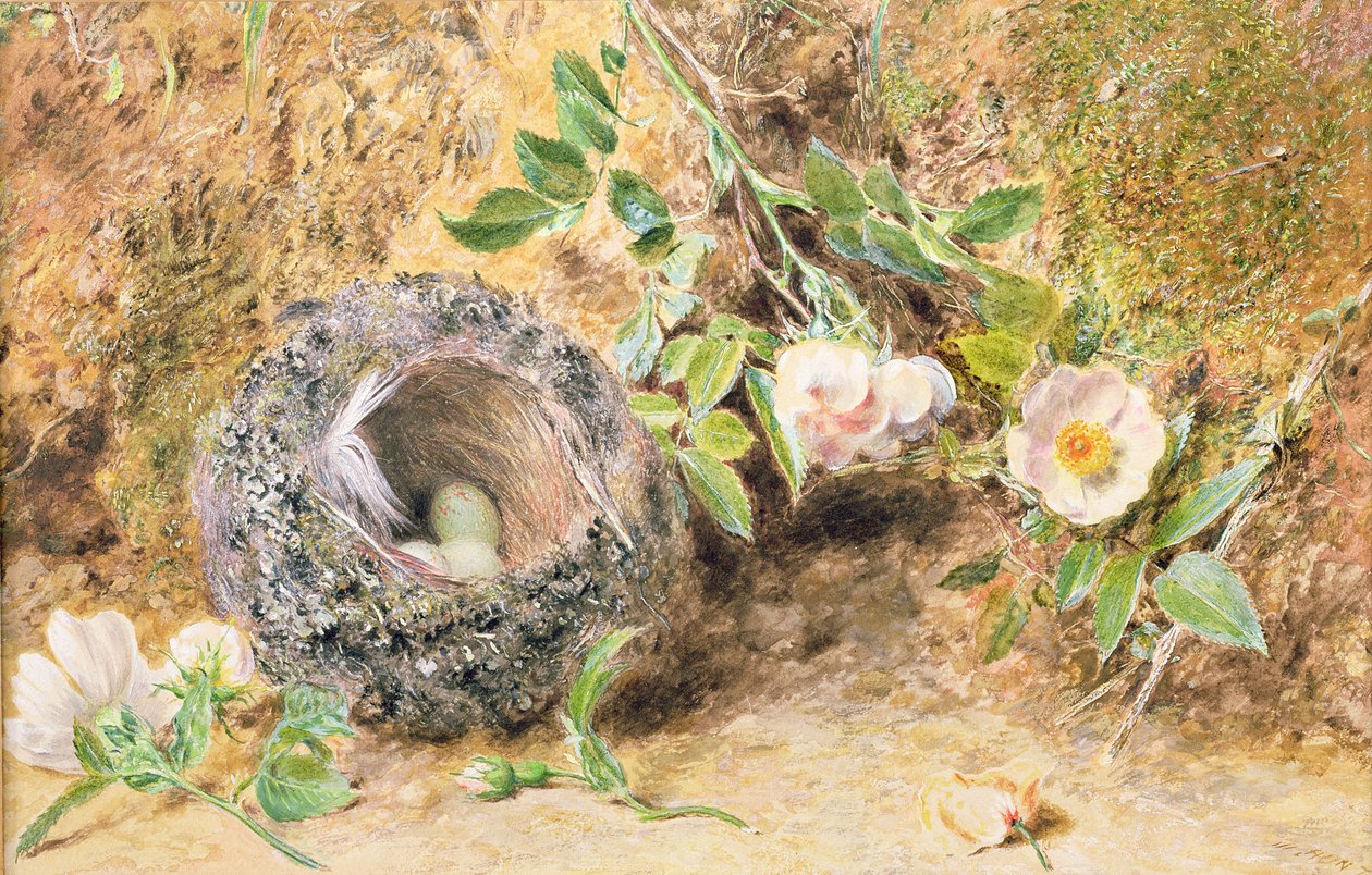Martwa natura z ziębą gniazdową autorstwa William Henry Hunt
