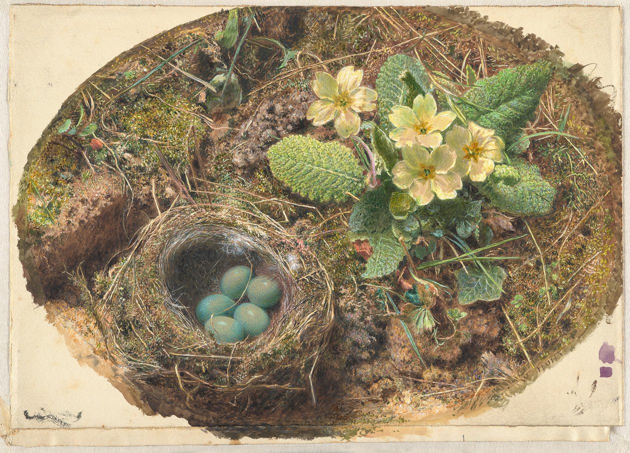 Małe ptasie gniazdo autorstwa William Henry Hunt