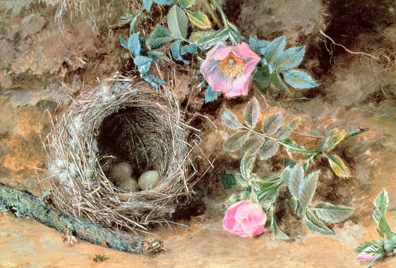 Dzikie róże i ptasie gniazda autorstwa William Henry Hunt