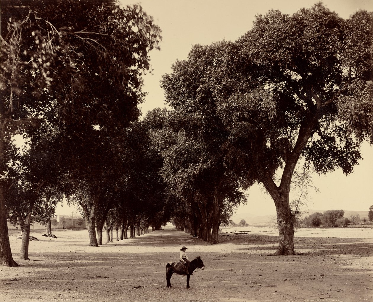 [Calle de Guadeloupe, Chihuahua, Meksyk] autorstwa William Henry Jackson