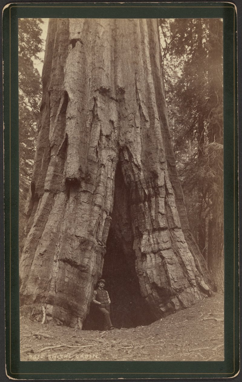 Smiths Cabin autorstwa William Henry Jackson