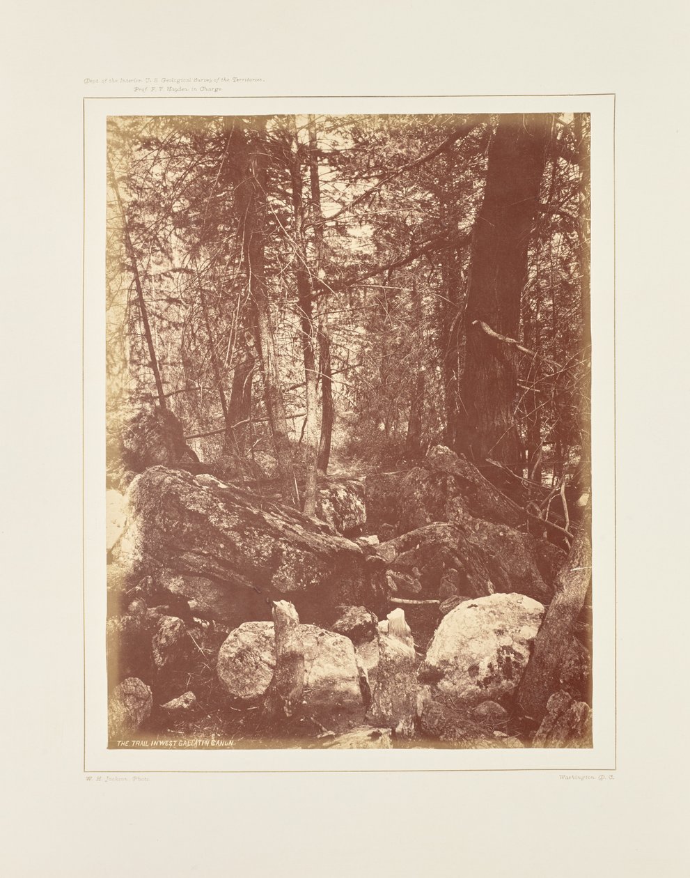 Szlak w lesie, Gallatin Cañon autorstwa William Henry Jackson