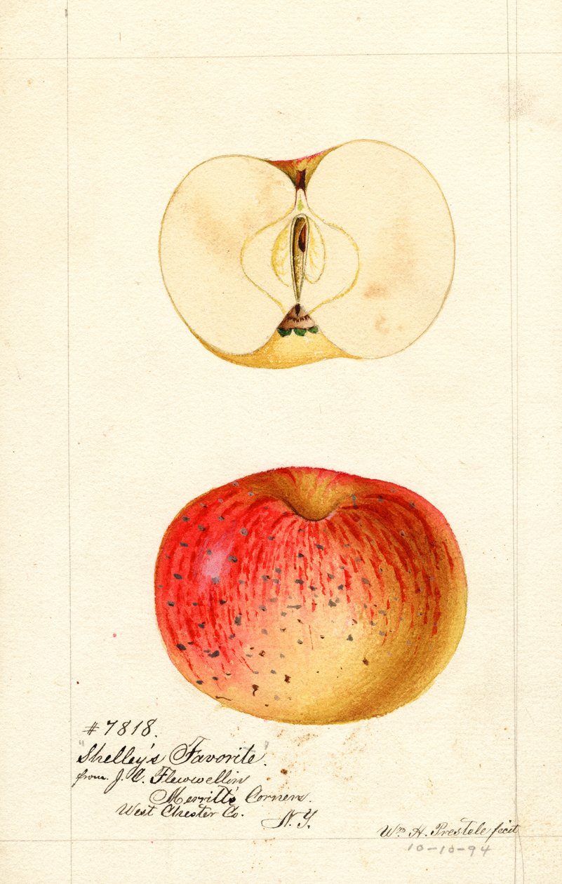 Ulubione jabłka Shelleys (Malus domestica) (akwarela) autorstwa William Henry Prestele