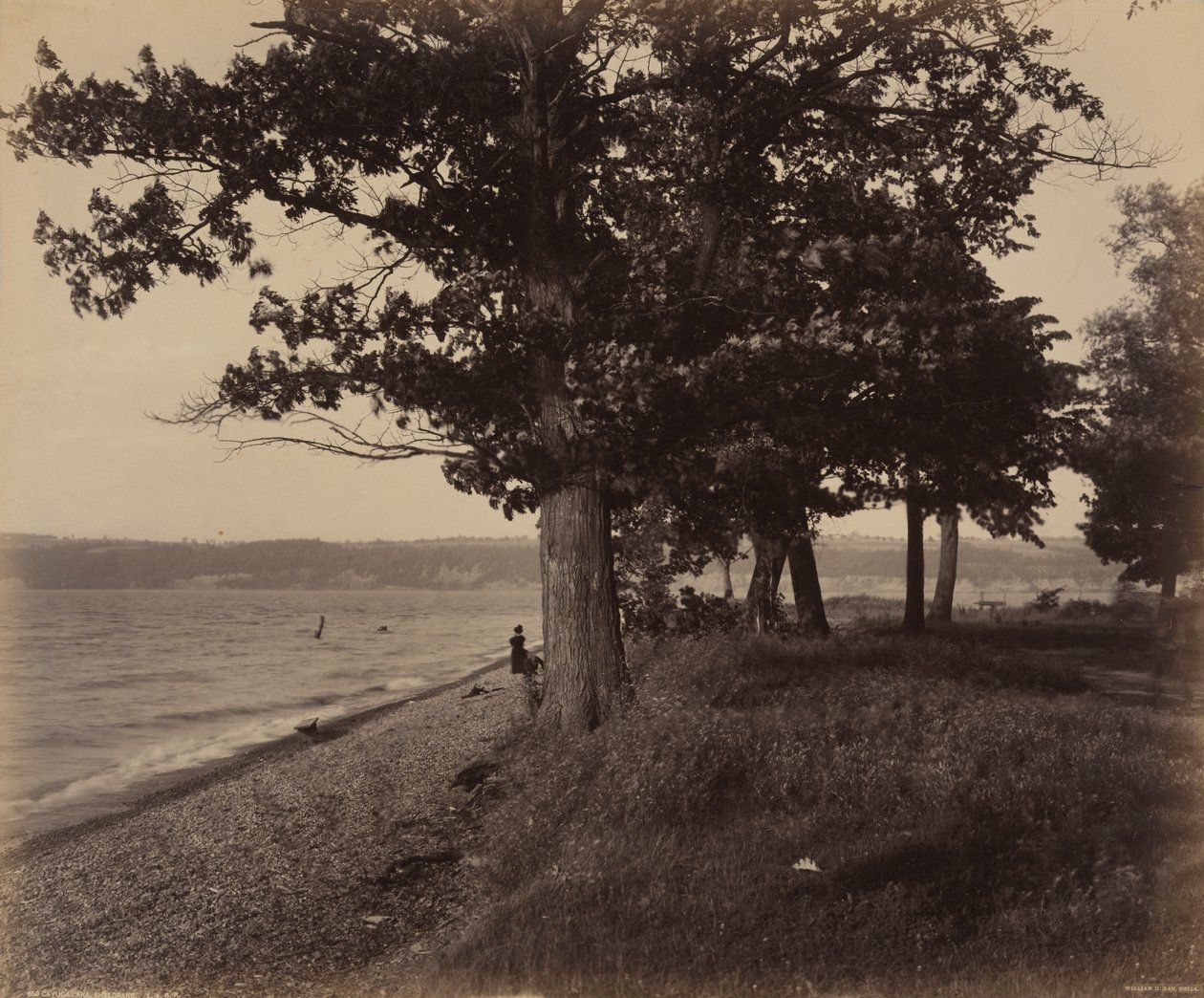 Jezioro Cayuga, Sheldrake, ok. 1895 (zdjęcie) autorstwa William Herman Rau
