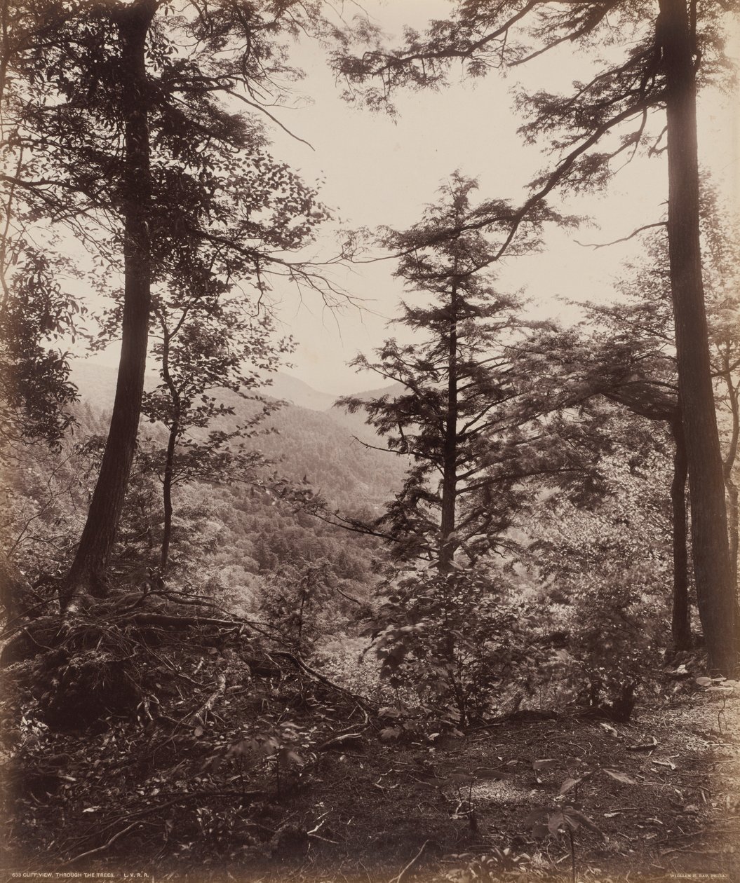 Widok na klif, przez drzewa, ok. 1895 (zdjęcie) autorstwa William Herman Rau