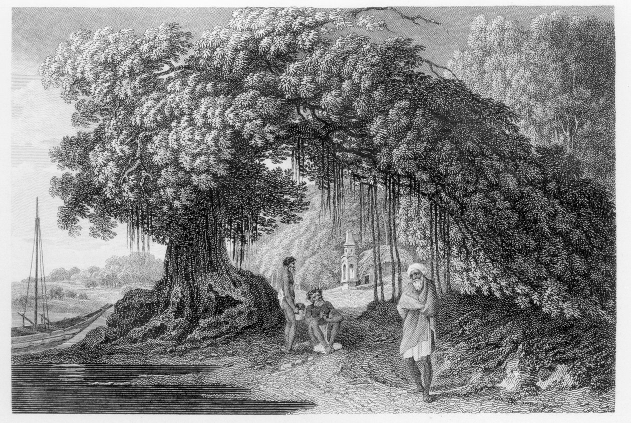 Banyan Tree z „Podróże po Indiach w latach 1780-83” Williama Hodgesa, rytowane przez Benjamina Pouncy