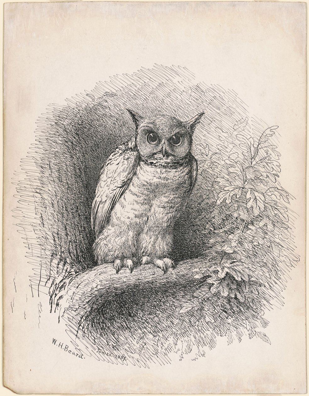 Sowa autorstwa William Holbrook Beard