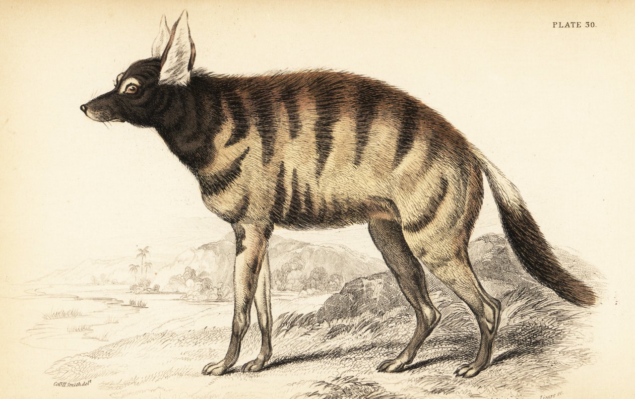 Ordwolf, Protellus Cristata (Protellus lalandi, hynoidy Vive) autorstwa William Home Lizars