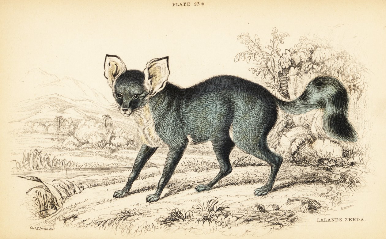 Lis uszaty , Otocyon megalotis ( zerda Lalande , Agriodus auritus ) autorstwa William Home Lizars