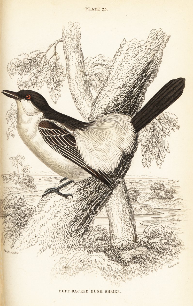 Pufback czarnogrzbiety , Dryoscopus cubla autorstwa William Home Lizars