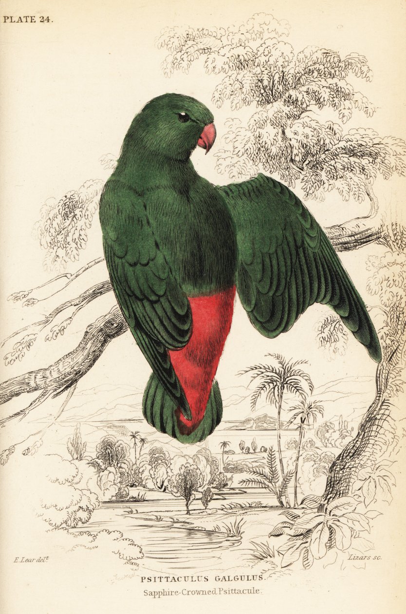 Niebiesko-koronowana papuga wisząca , Loriculus galgulus autorstwa William Home Lizars