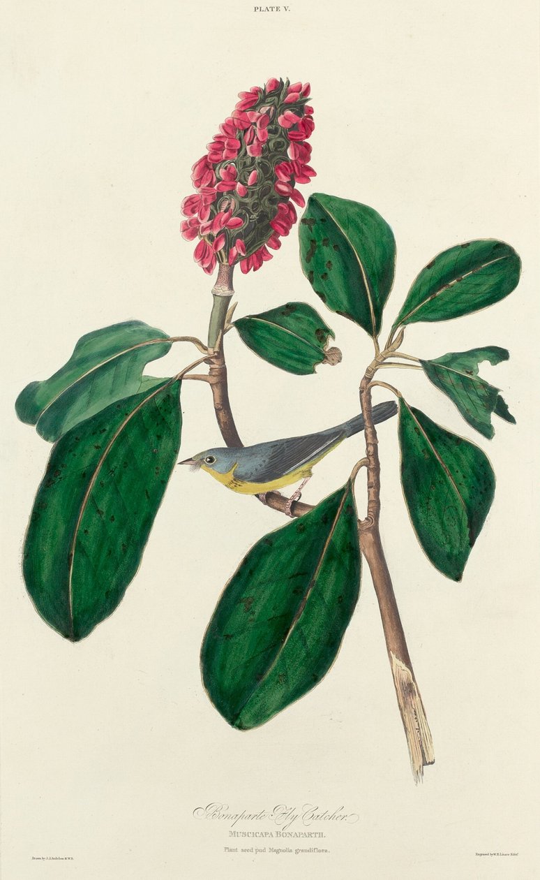 Łapacz much Bonaparte, 1827. autorstwa William Home Lizars