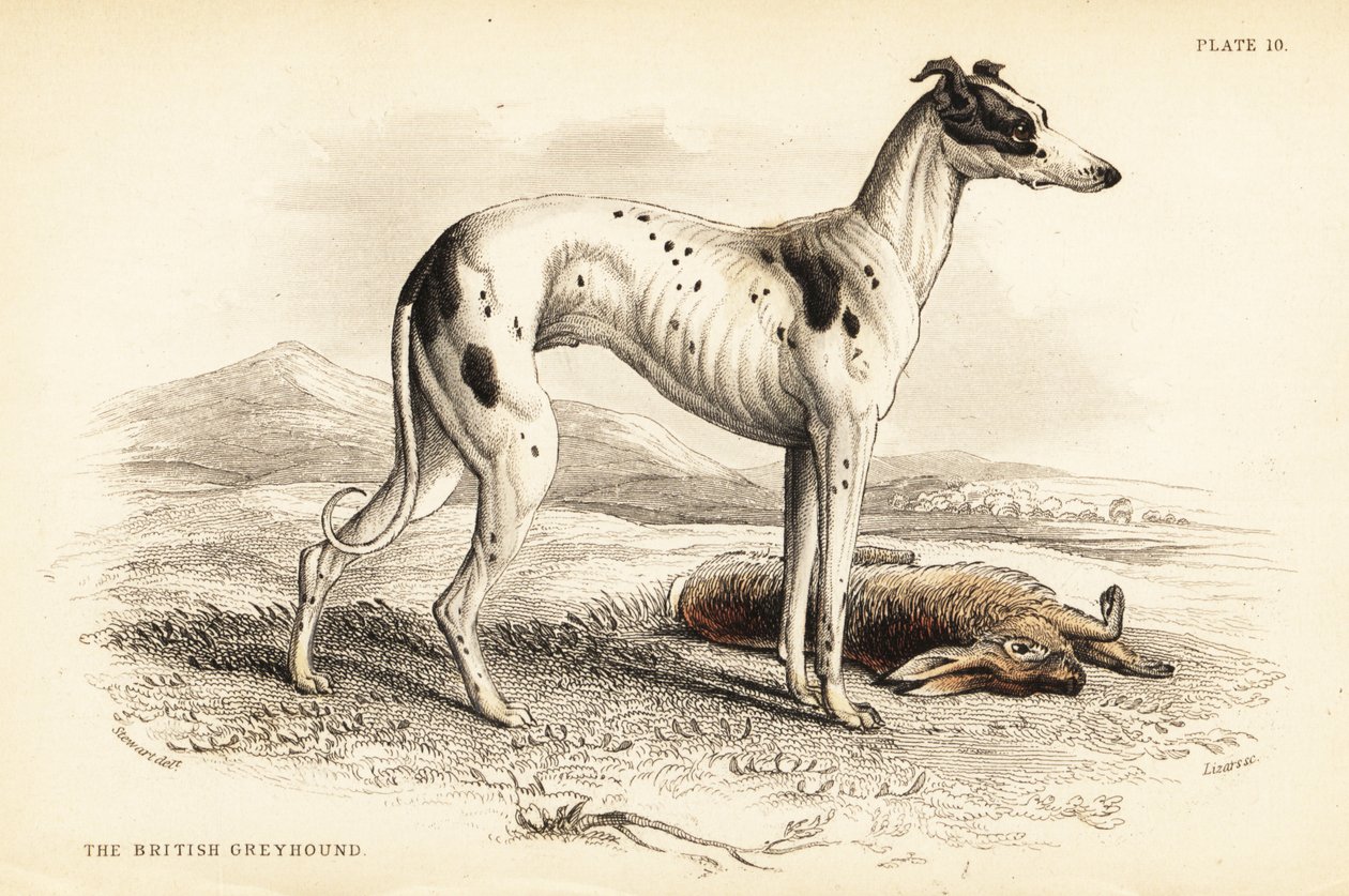 Chart brytyjski , Canis lupus familiaris autorstwa William Home Lizars