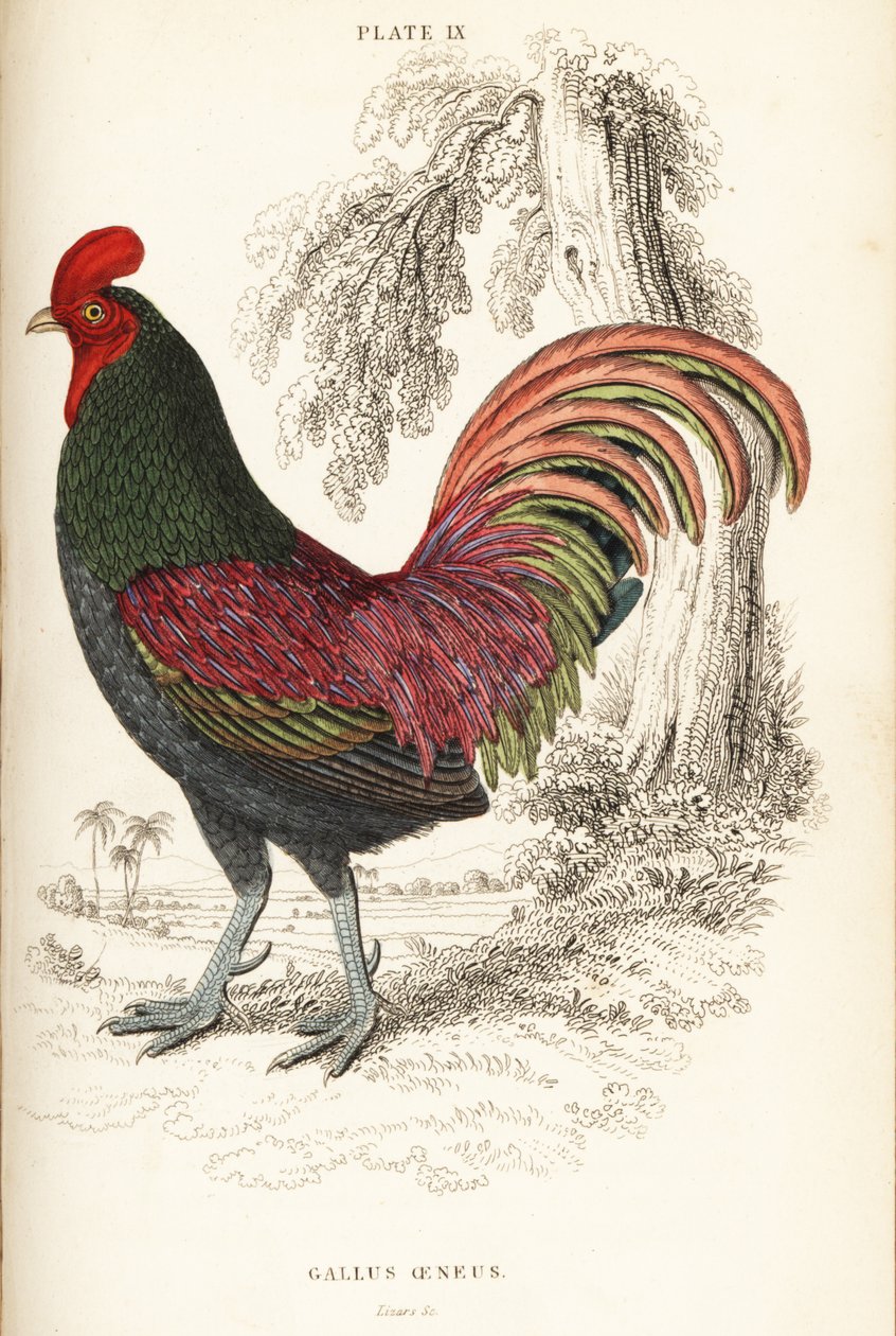 Brązowy kogut Sumatry , Gallus aeneus autorstwa William Home Lizars