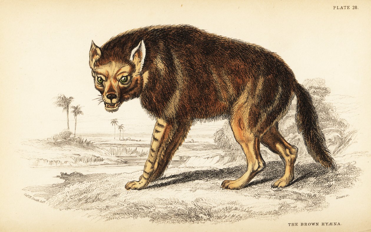Hiena brunatna lub strandwolf , Hyaena brunnea (Hyaena fusca) autorstwa William Home Lizars