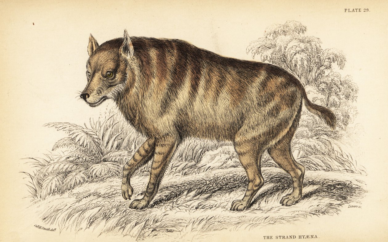 Hiena brunatna lub strandwolf , Hyaena brunnea ( hiena , Hyaena villosa ) autorstwa William Home Lizars