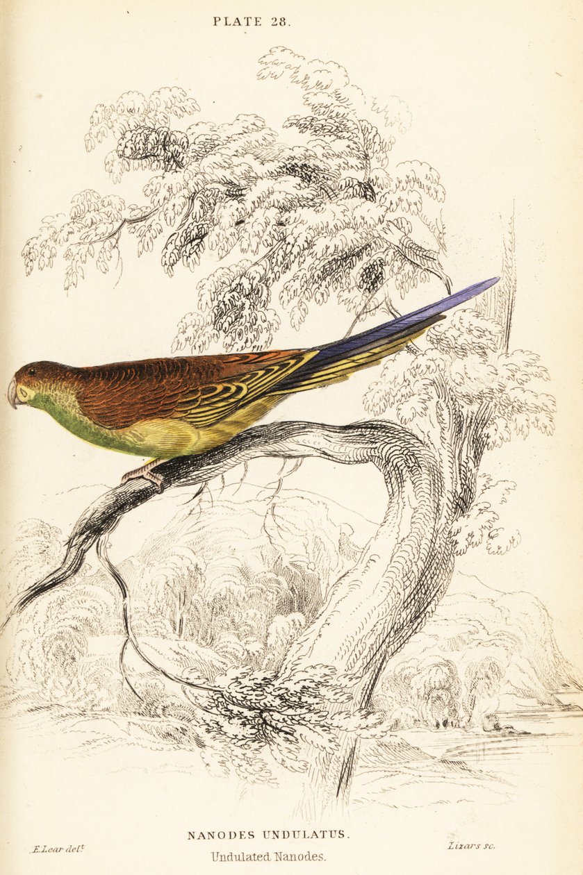 Papużka falista , Melopsittacus undulatus autorstwa William Home Lizars