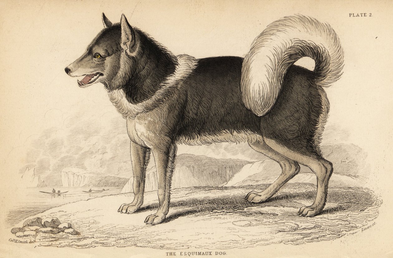 Kanadyjski pies eskimoski lub qimmiq, Canis lupus autorstwa William Home Lizars