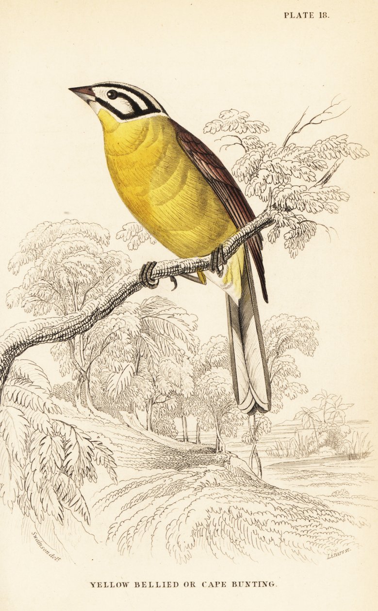Trznadel przylądkowy , Emberiza capensis ( Trznadel żółtobrzuch , Fringillaria capensis ) autorstwa William Home Lizars