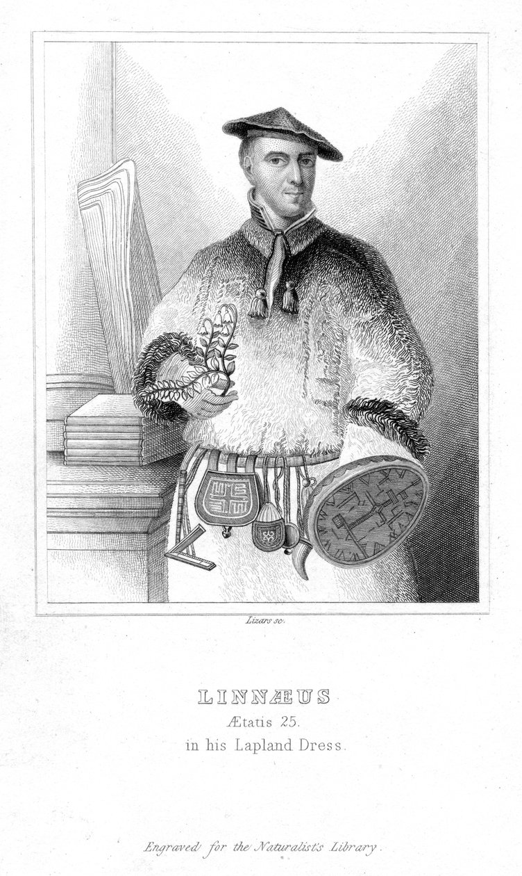 Carolus Linneusz, szwedzki przyrodnik, 1732 początek XIX wieku autorstwa William Home Lizars