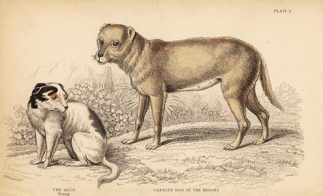 Pies-nosiciel Indian lub Techichi z Meksyku, przodek chihuahua, Canis lupus familiaris i młody pies Alco, Yzi-cuinte potzotli w Meksyku, Canis lupus familiaris (Canis alco) autorstwa William Home Lizars
