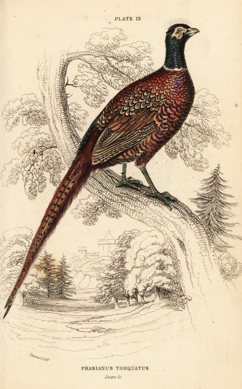 bażant zwyczajny, bażant colchicus torquatus autorstwa William Home Lizars