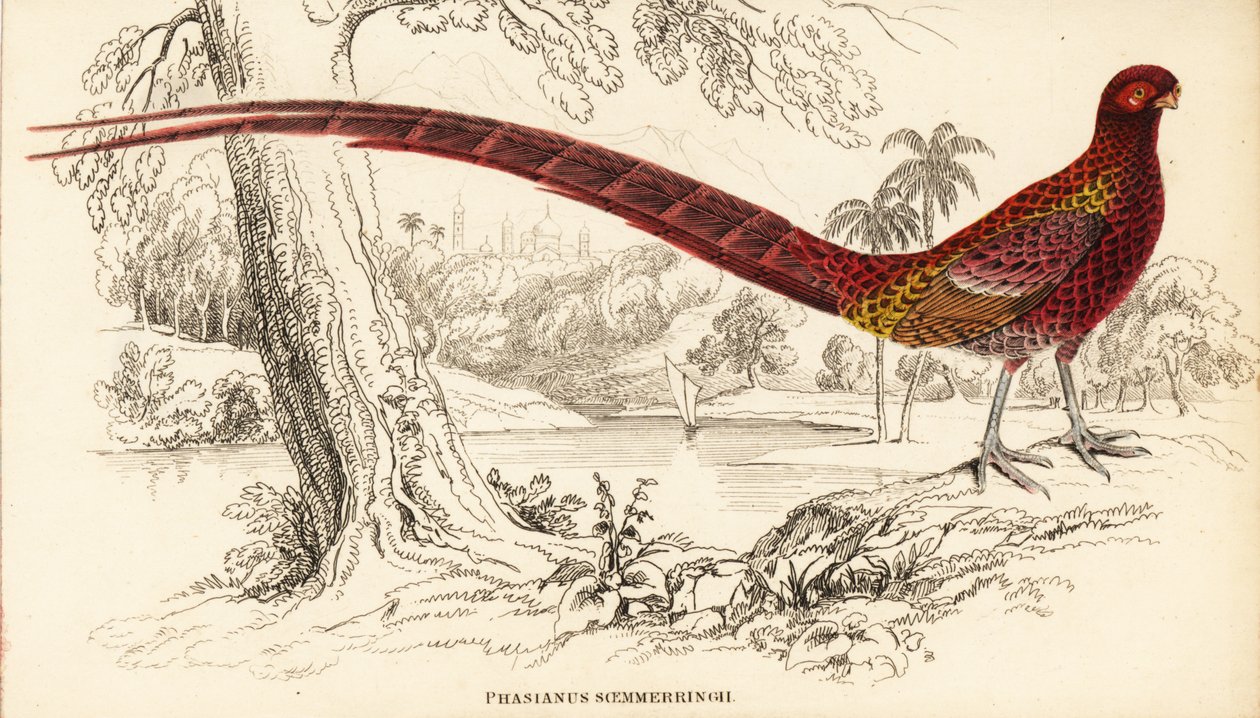 Bażant miedziany lub bażant Soemmerringa, Syrmaticus soemmerringii (Phasianus soemmerringii) autorstwa William Home Lizars
