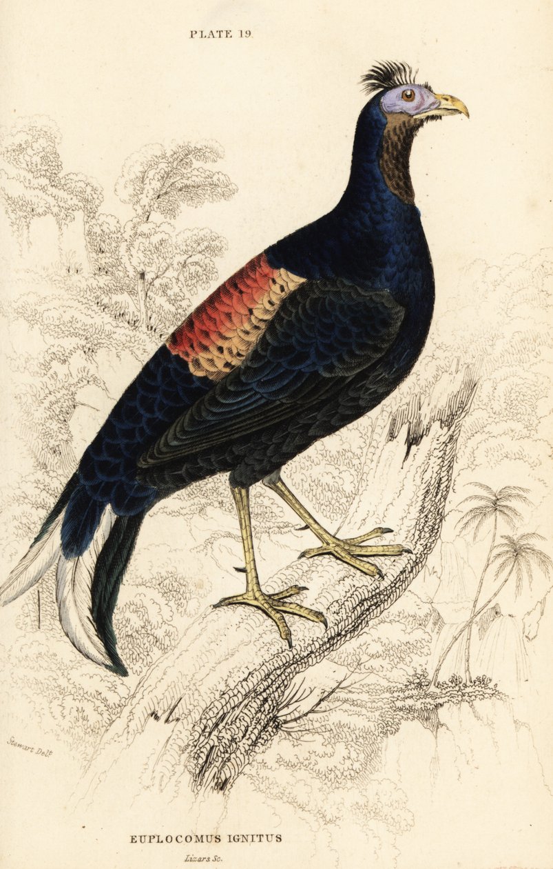 Crested fireback, Lophura ognisty, samiec (kogut Macartney, Euplocomus ignitus) autorstwa William Home Lizars