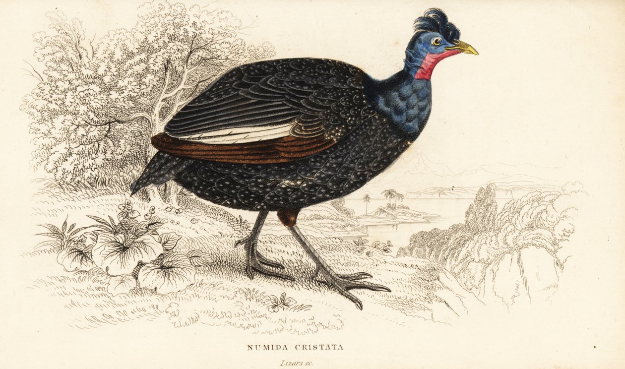 Perliczka czubata , Guttera pucherani (Numida cristata) autorstwa William Home Lizars