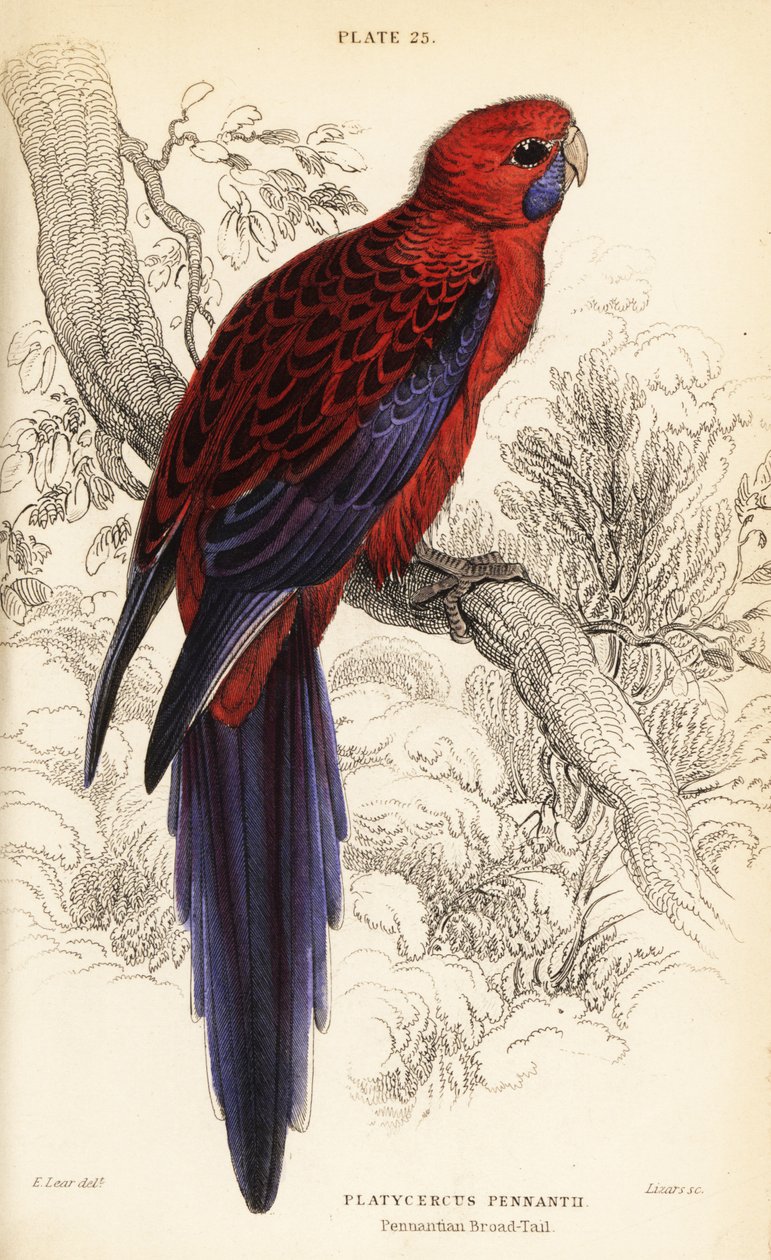 Rozella Karmazynowa, Platycercus elegans autorstwa William Home Lizars