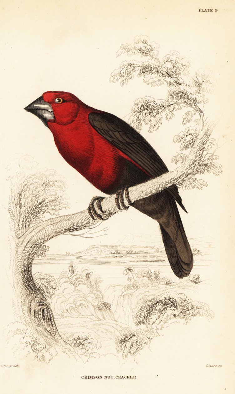 Karmazynowy dziadek do nasion, Pyrenestes sanguineus (Karmazynowy dziadek do orzechów, Pirenestes sanguineus) autorstwa William Home Lizars