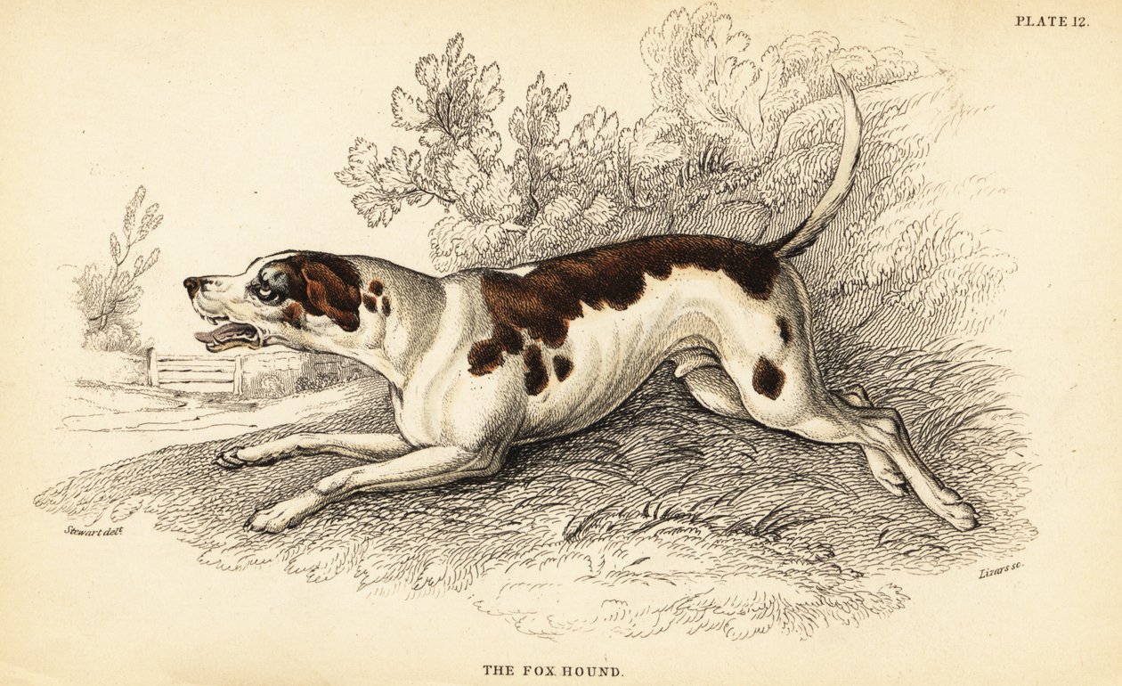 Fox hound, Canis lupus familiaris autorstwa William Home Lizars