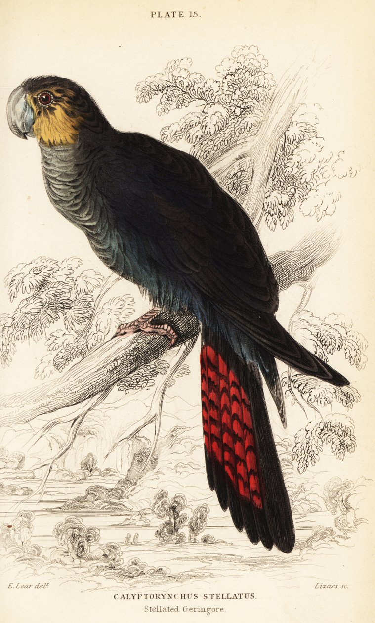 Błyszcząca czarna kakadu, Calyptorhynchus lathami autorstwa William Home Lizars