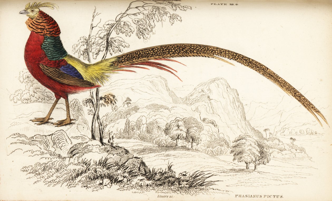 Bażant złocisty lub bażant chiński, Chrysolophus pictus (Phasianus pictus) autorstwa William Home Lizars