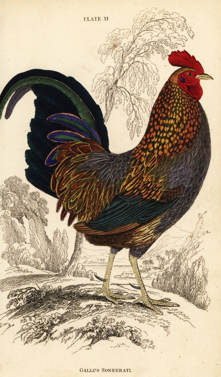 Ptactwo szare lub ptactwo Sonnerata, Gallus sonneratii (Gallus sonnerati) autorstwa William Home Lizars