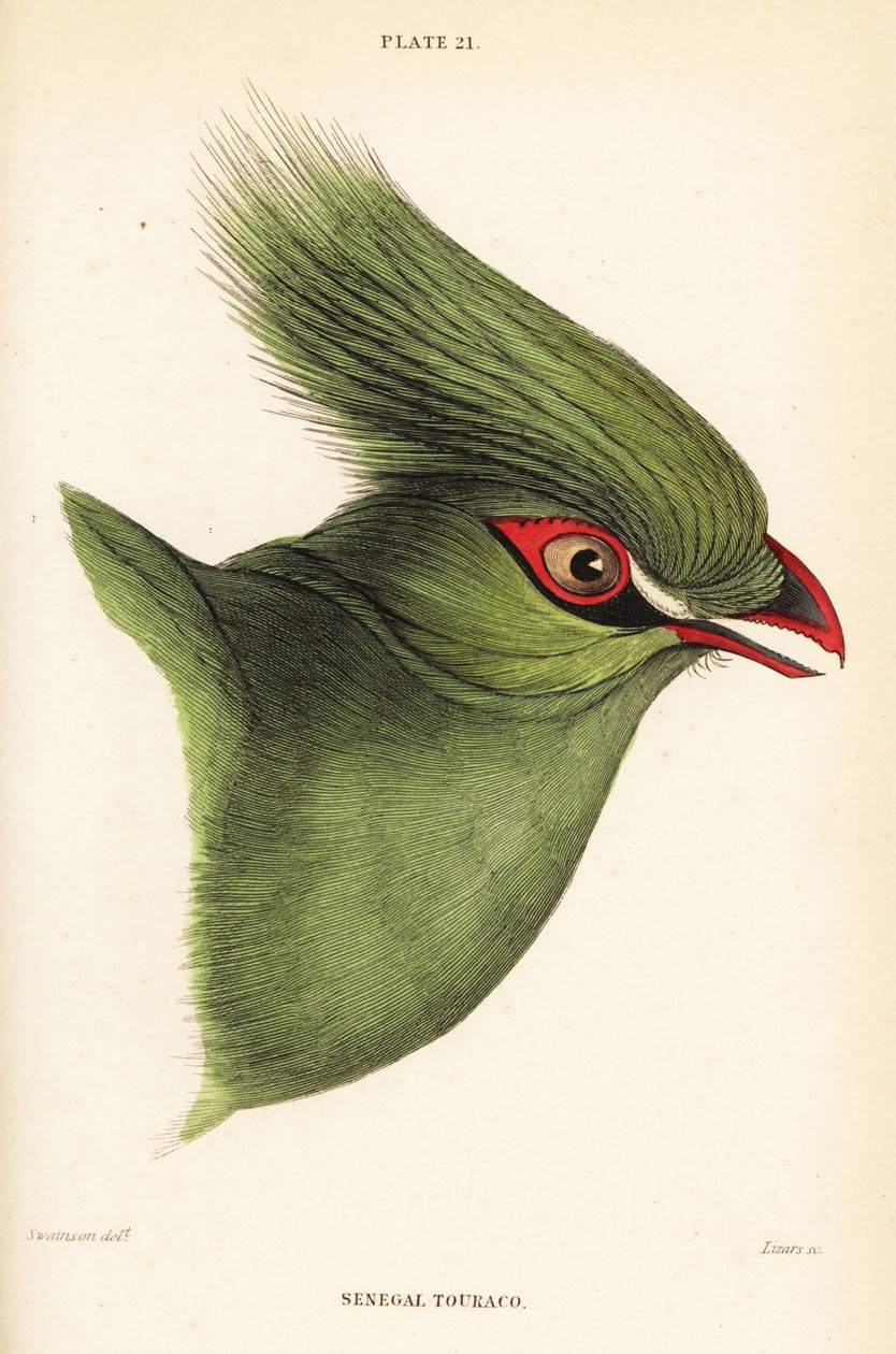 Głowa Gwinei turaco, Tauraco persa bufony autorstwa William Home Lizars
