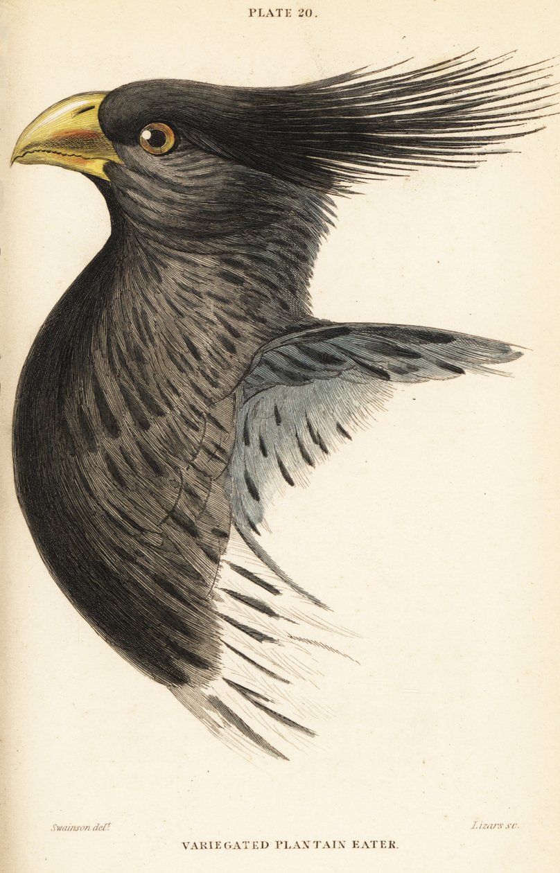 Głowa zachodniego zjadacza babki lancetowatej, Crinifer piscator (zjadacz babki lancetowatej, zjadacz czubaty, Chizoeris variegata) autorstwa William Home Lizars