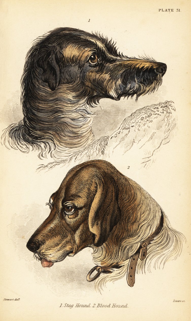 Głowy jelenia 1 i ogara 2, Canis lupus familiaris (Canis sagaces i Canis sanguinarius) autorstwa William Home Lizars