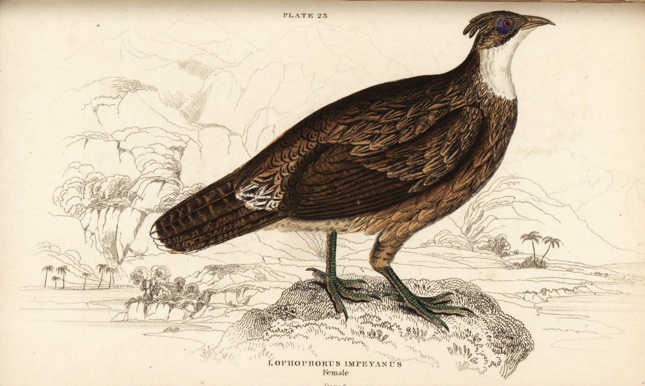 Monal himalajski, żeński, Lophaphorus impanes autorstwa William Home Lizars