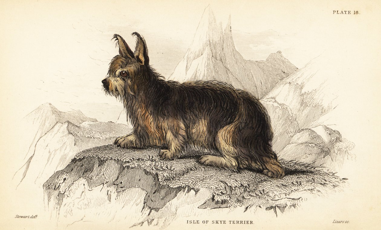 Isle of Skye terrier , Canis lupus familiaris (Canis terrarius) autorstwa William Home Lizars