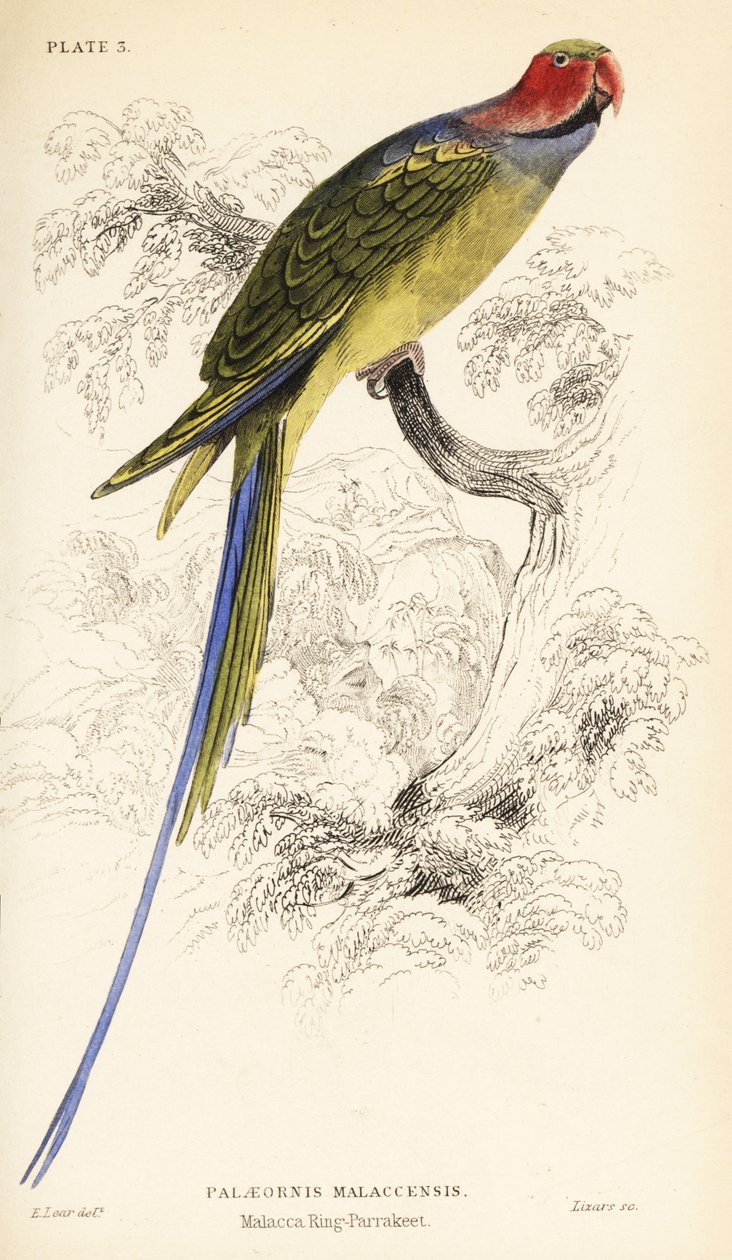 papuga długoogonowa , Psittacula longicauda autorstwa William Home Lizars
