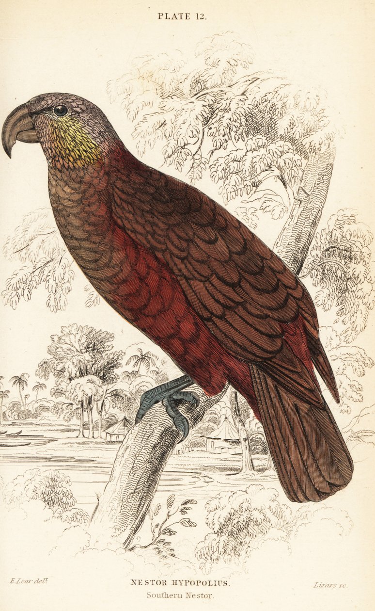 Nowozelandzka kaka, Nestor meridionalis autorstwa William Home Lizars