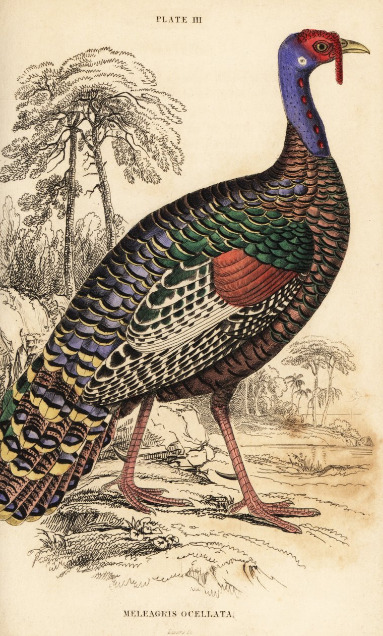 Indyk perłowy, Meleagris ocellata autorstwa William Home Lizars