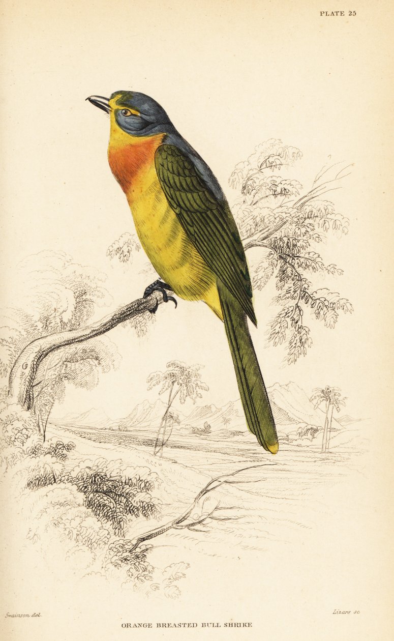 dzierzba gąsiorek lub dzierzba gąsiorka, Chlorophoneus sulfureopectus autorstwa William Home Lizars