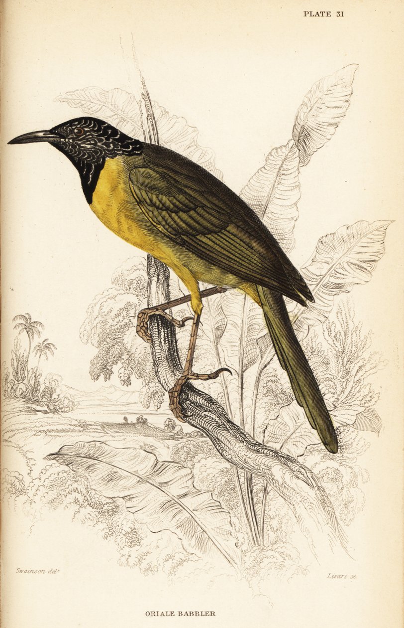 Wilga , Hypergerus atriceps autorstwa William Home Lizars