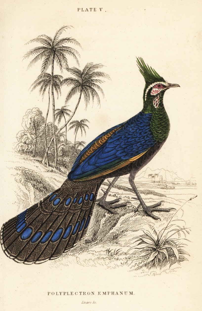 Pawiak paw bażant , Polyplectron napoleonis autorstwa William Home Lizars