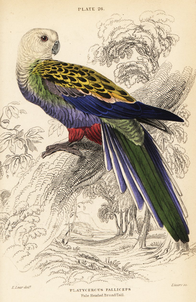Rozella bladogłowa (palliceps) autorstwa William Home Lizars