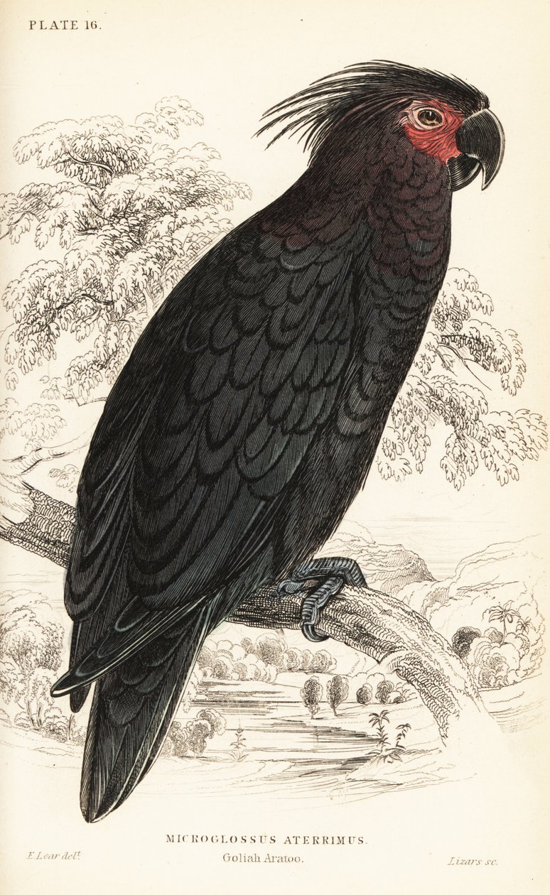 Kakadu palmowa, Probosciger aterrimus autorstwa William Home Lizars